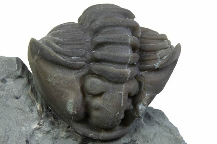 Wide Enrolled Flexicalymene Trilobite - Mt Orab, Ohio #375231